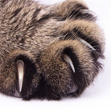 claws in inglese|claw in inglese.